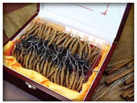 夷陵冬虫夏草回收